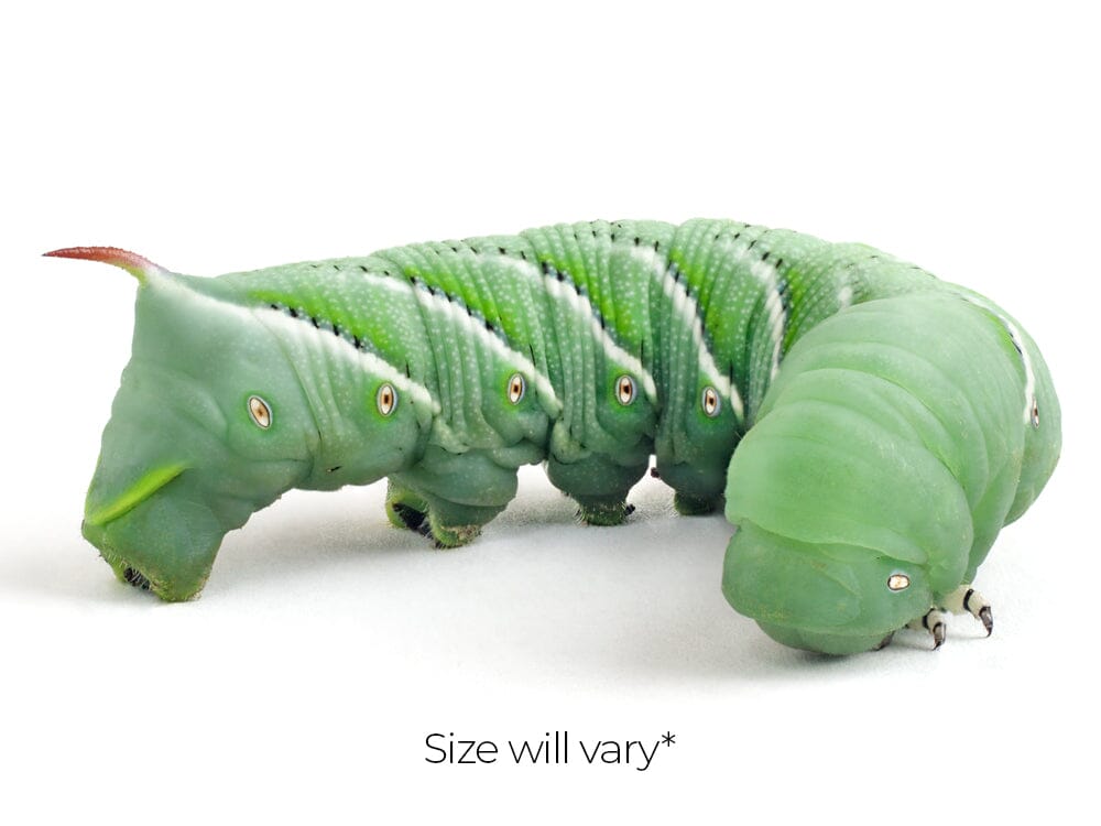 Hornworm Feeder Cup product image 1