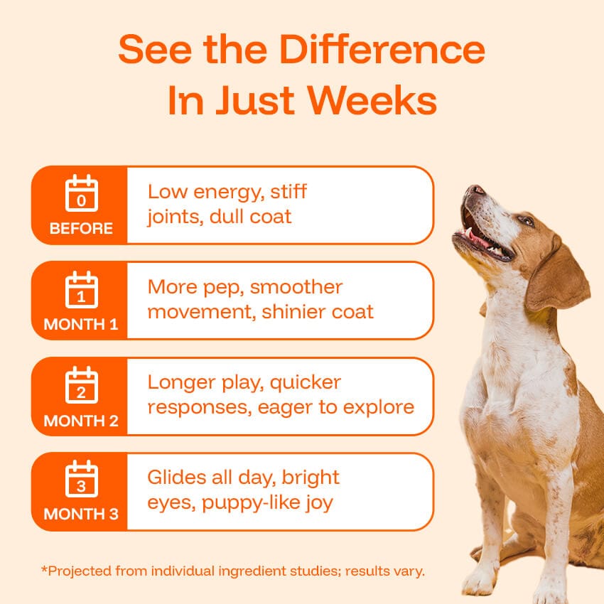 Liquid Dog Wellness Supplement product image 5