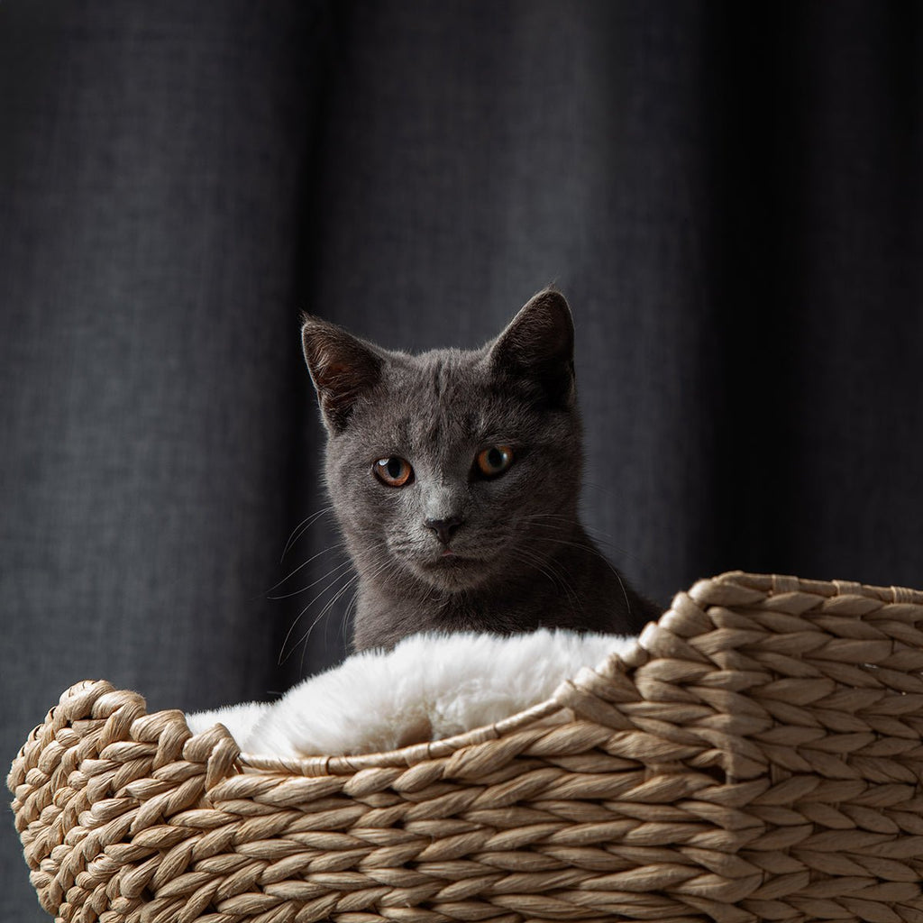 Cat Tree product image 12