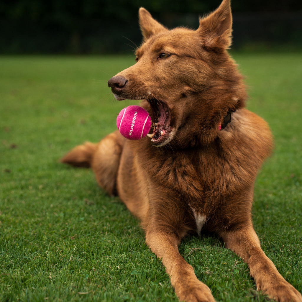 Dog Fetch Ball product image 8