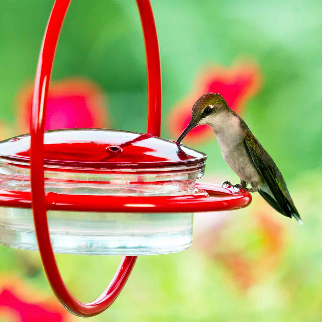 Hummingbird Feeder product image 8