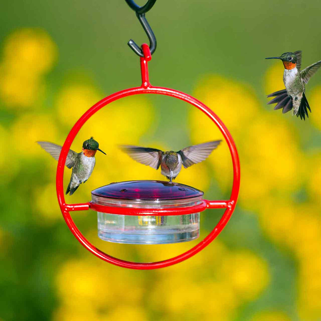 Hummingbird Feeder product image 10