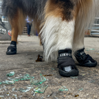 Dog Shoes product image 8
