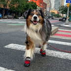 Dog Shoes product image 15