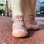 Dog Shoes product image 22