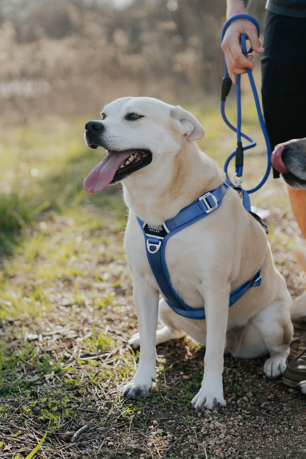 Dog Harness product image 2
