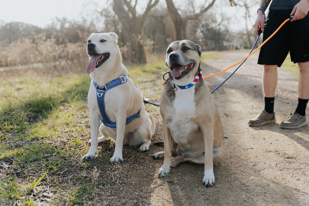 Dog Harness product image 4