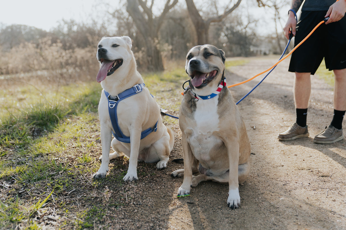 Dog Harness product image 4