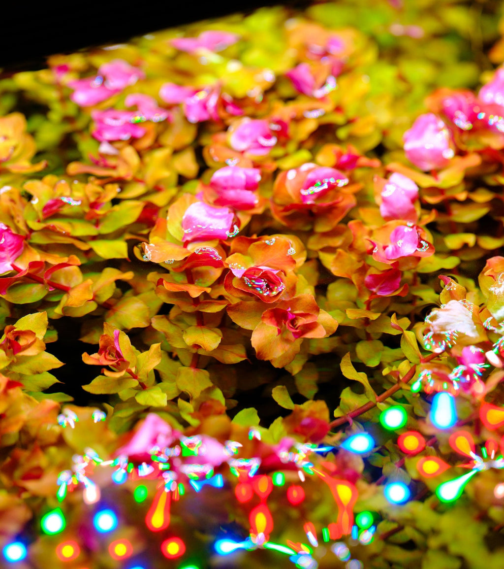 LED Aquarium Light Fixture product image 2