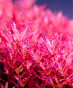 LED Aquarium Light Fixture product image 5