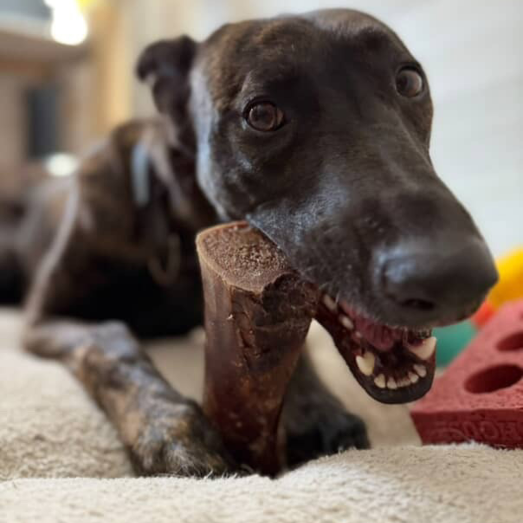 Dog chewing on a smoked dog bone
