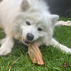 Natural Cow Ear Dog Chews product image 3