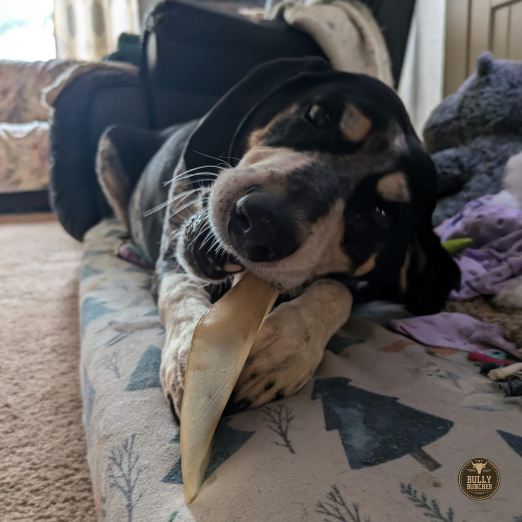 Natural Cow Ear Dog Chews product image 4