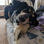 Natural Cow Ear Dog Chews product image 4