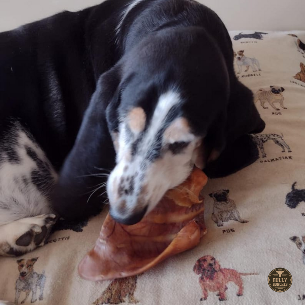 Whole Pig Ear product image 3