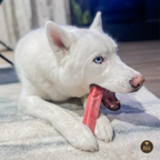 A white dog with blue eyes chewing on a strawberry himalayan yak chew from the Bully Bunches flavor pack.