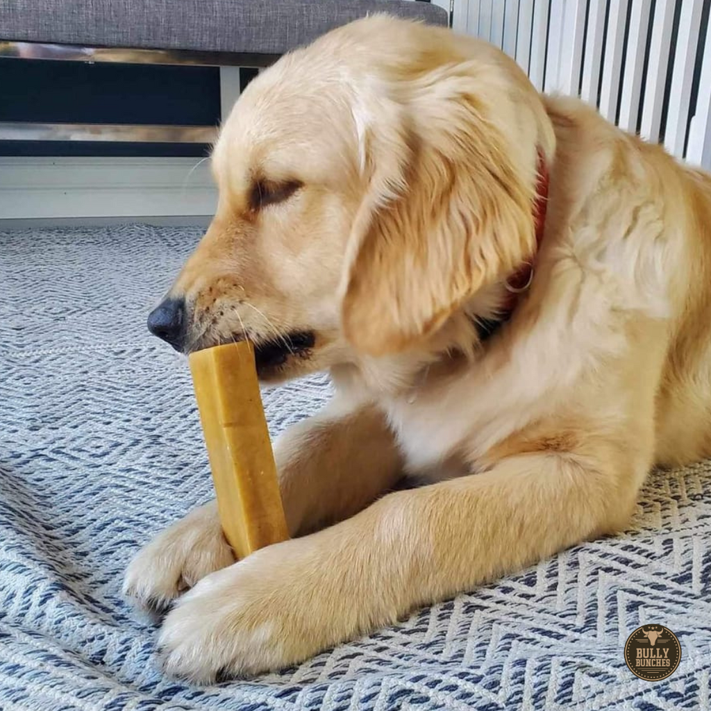 A golden retriever with a red collar chewing on a large himalayan yak chew.