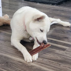 White dog chewing on a 6 inch beef jerky strip.