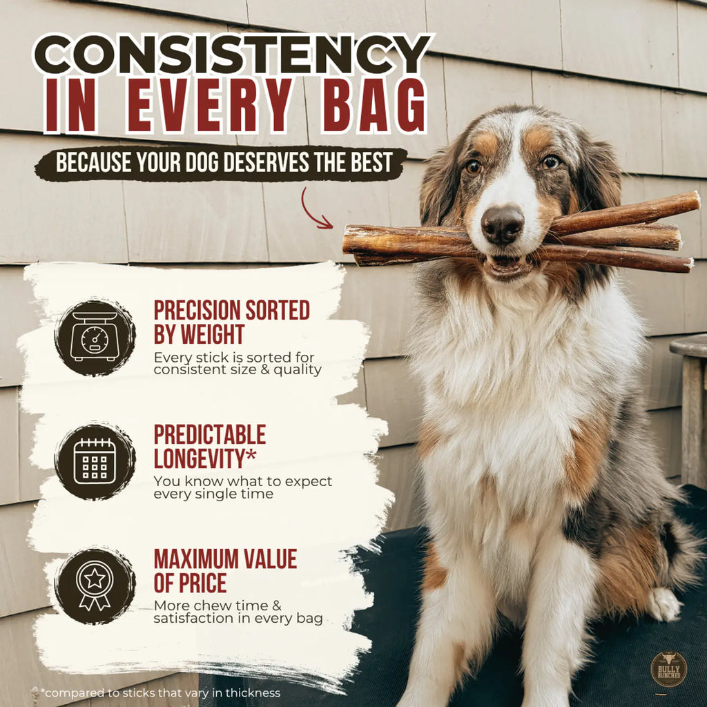 12 Inch Jumbo Bully Stick product image 8