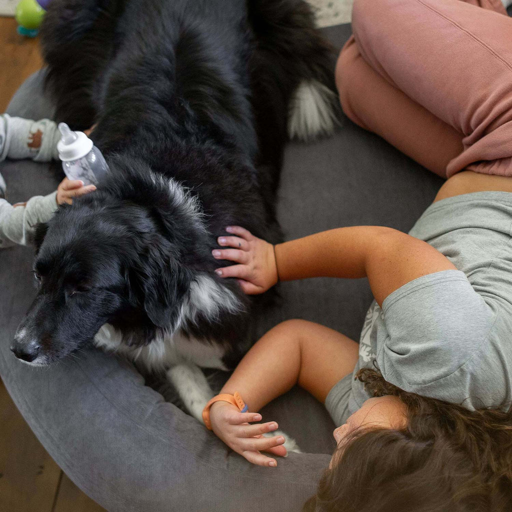 Foam Pet Bed product image 12