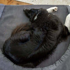 Foam Pet Bed product image 13