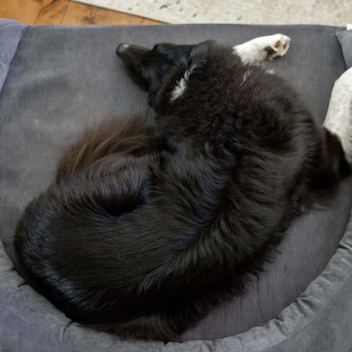 Foam Pet Bed product image 13