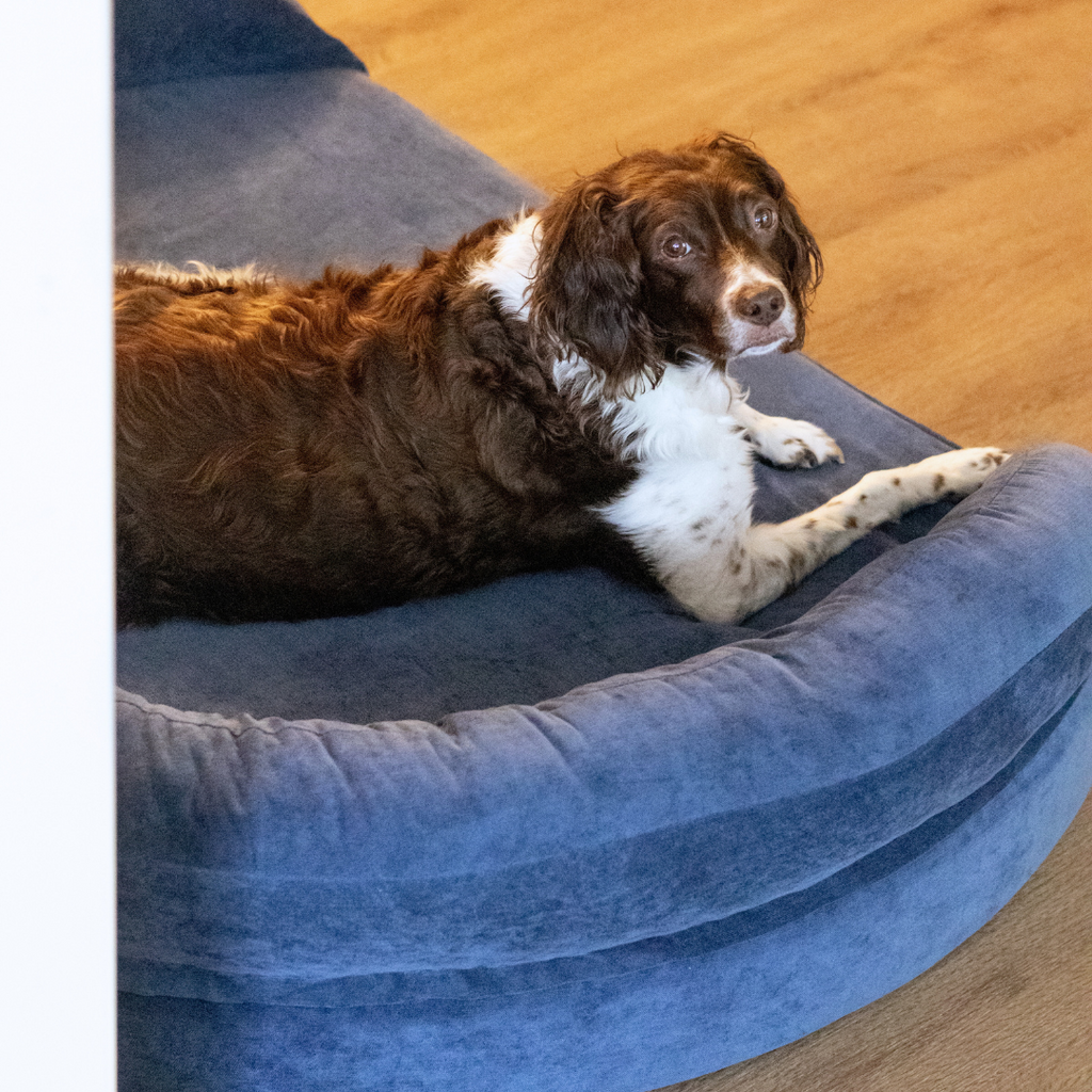 Foam Pet Bed product image 27