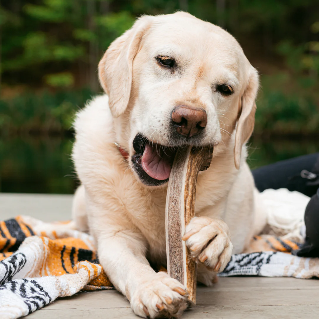 Natural Split Elk Antler Dog Chew product image 1