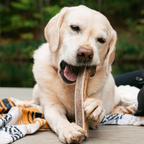 Natural Split Elk Antler Dog Chew product image 1