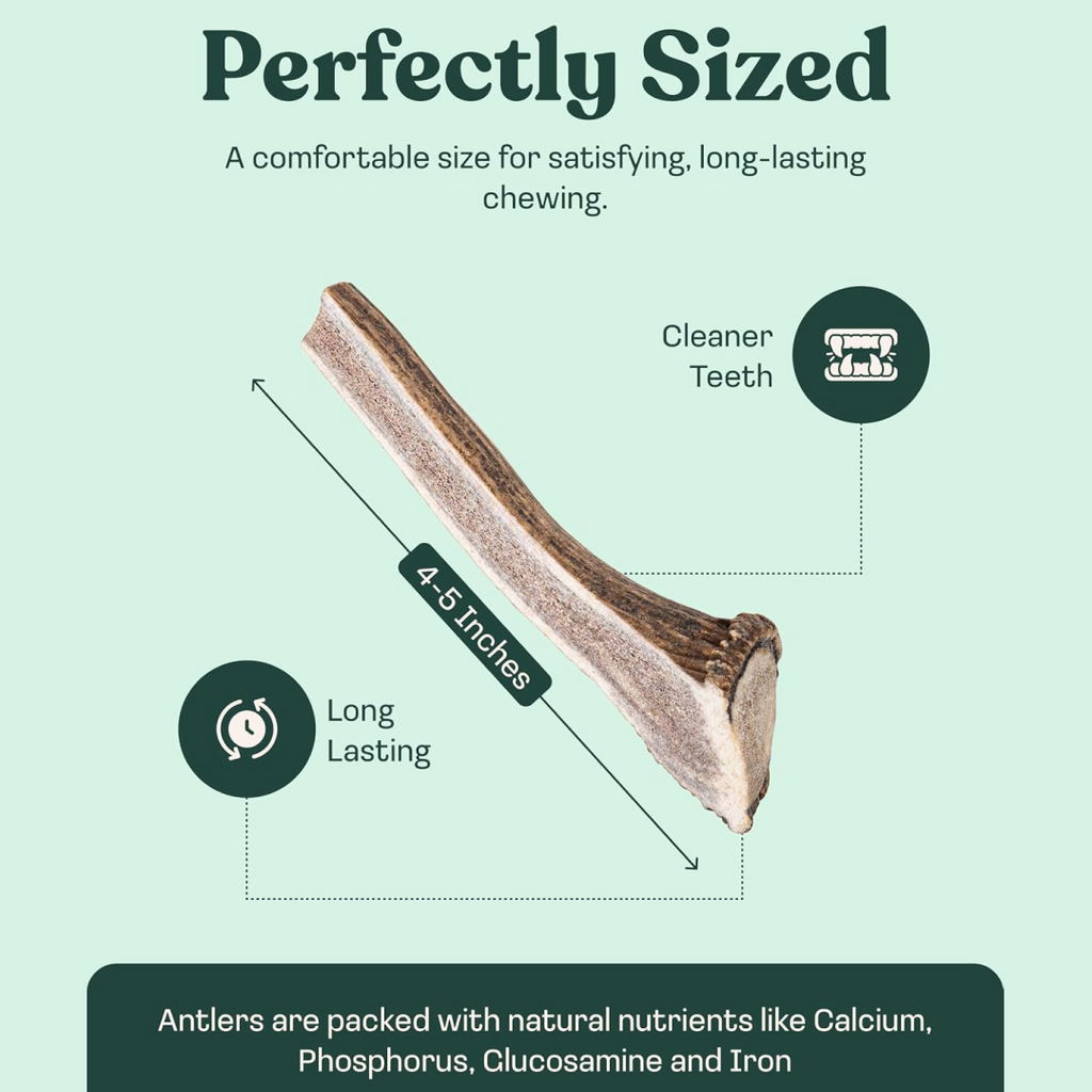 Natural Split Elk Antler Dog Chew, Small / Single