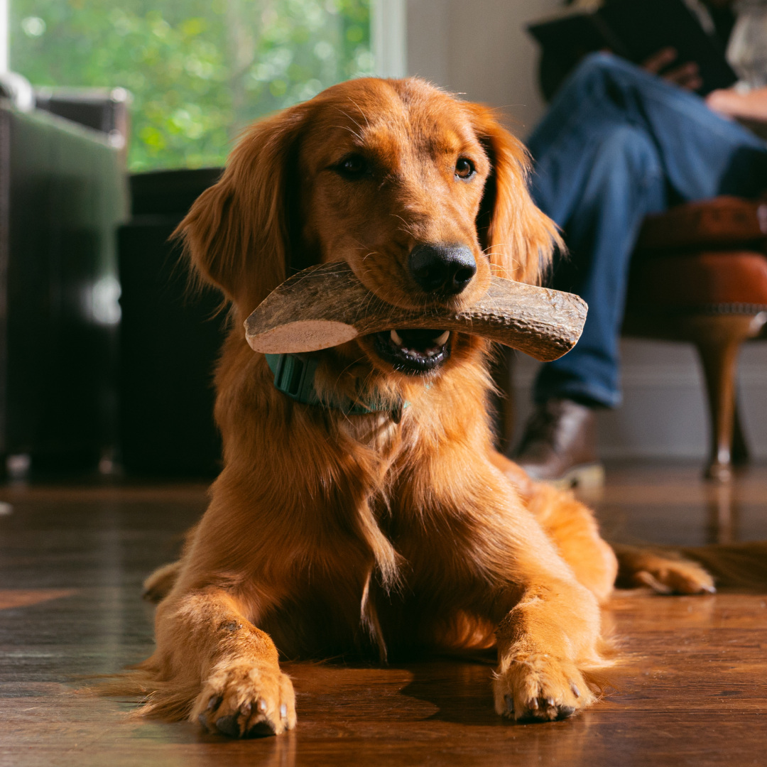 Natural Dog Chew product image 1