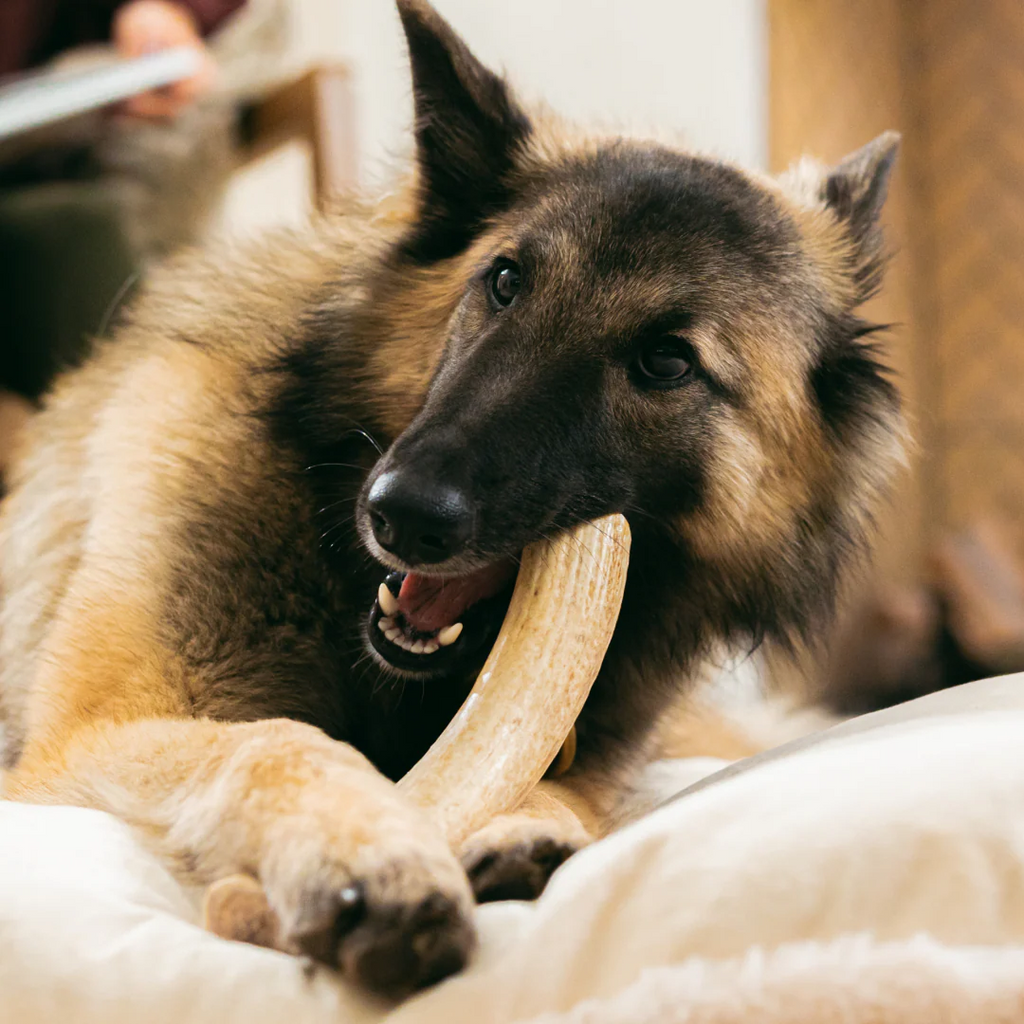 Whole Deer Antler Dog Chews product image 1