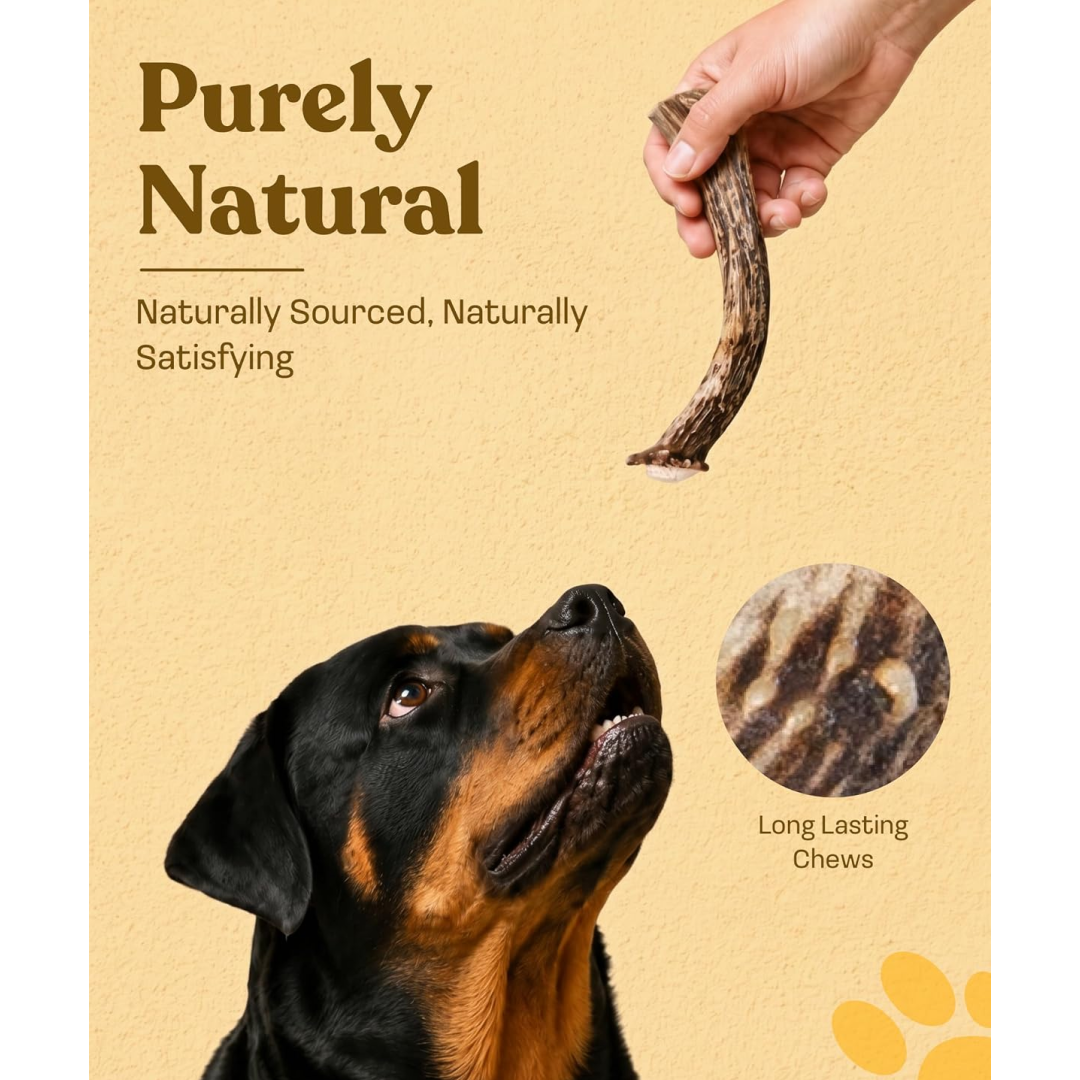 Whole Deer Antler Dog Chews product image 3