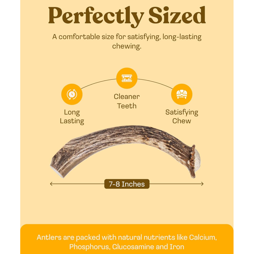 Whole Deer Antler Dog Chews product image 14