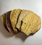 Indian Almond Leaves product image 2