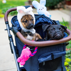 Pet Bassinet Set product image 2
