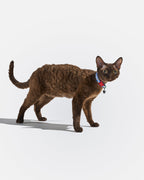 Breakaway Cat Collar product image 2