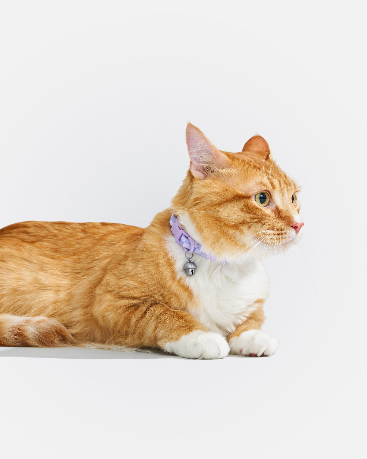 Breakaway Cat Collar product image 11