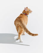 Breakaway Cat Collar product image 27
