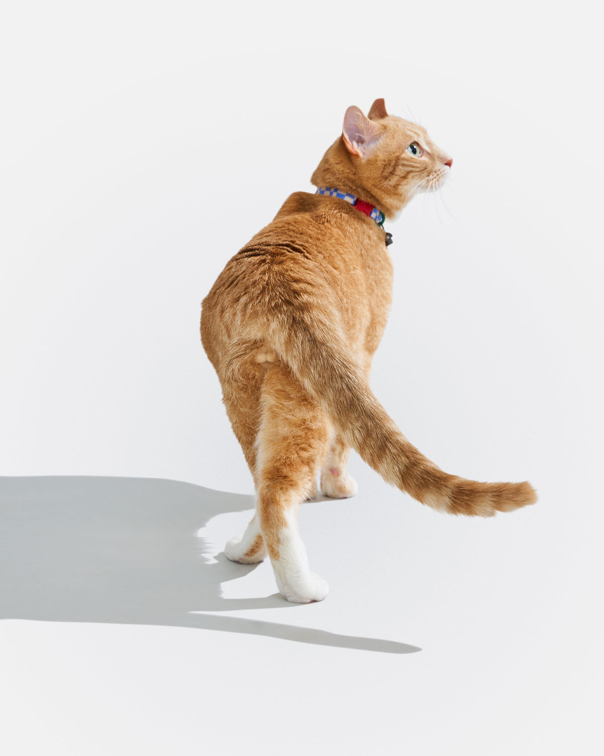 Breakaway Cat Collar product image 27