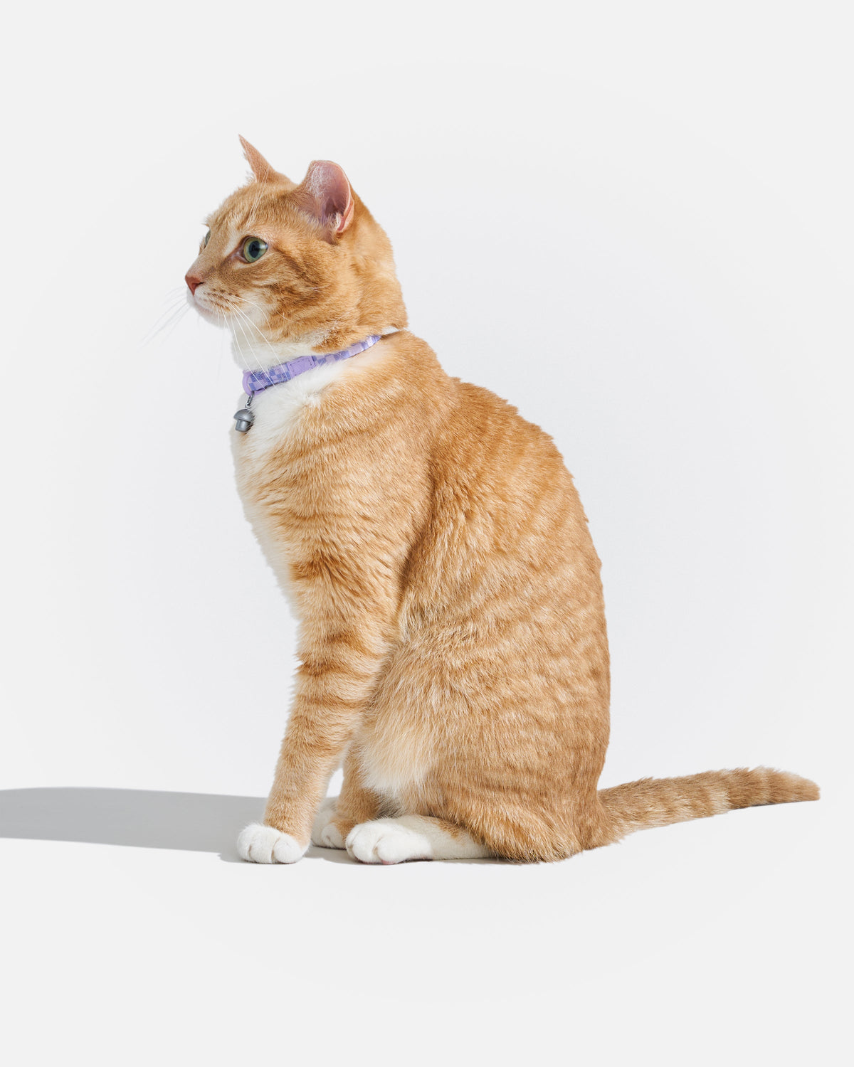 Breakaway Cat Collar product image 28