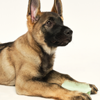Puppy Grooming Brush product image 5