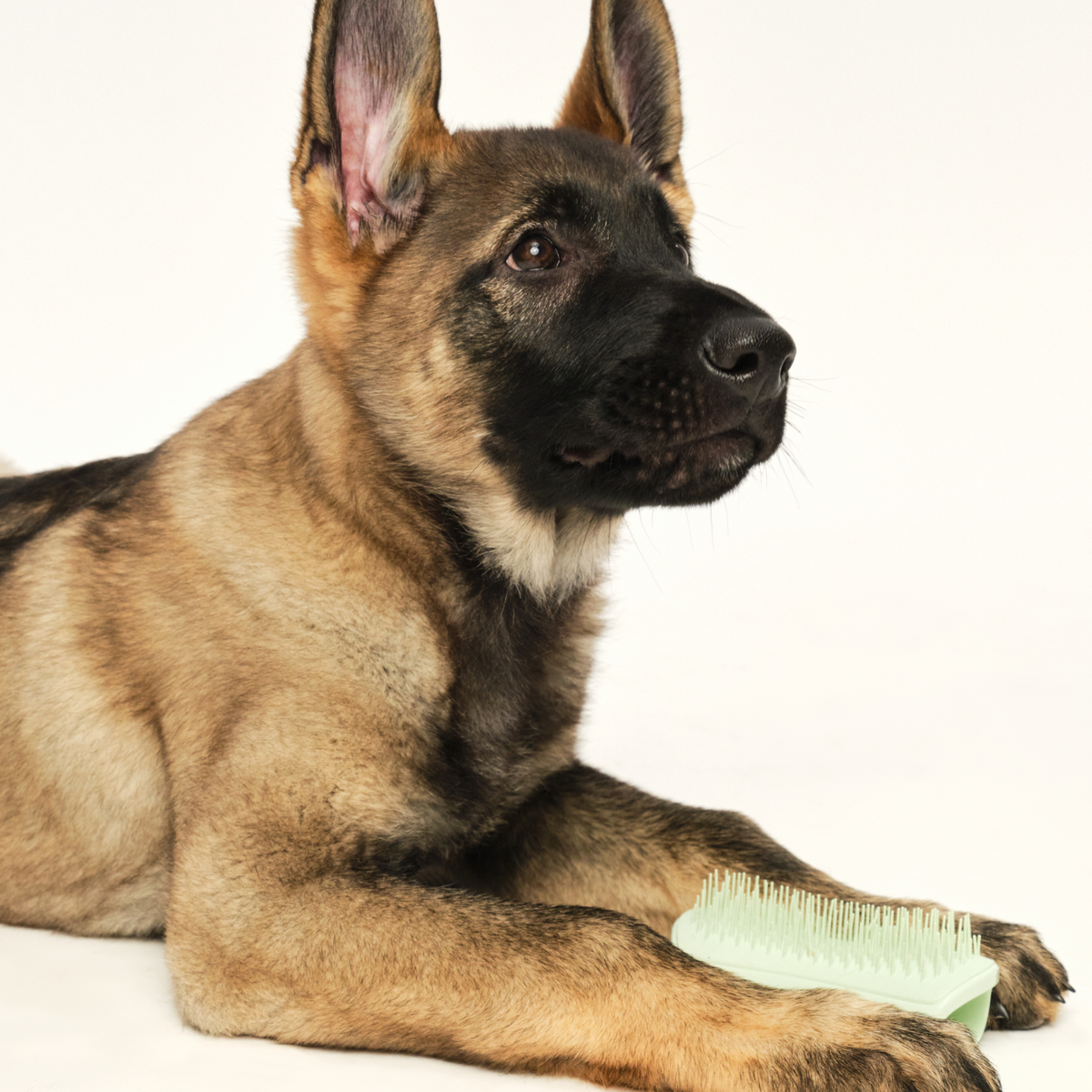 Puppy Grooming Brush product image 5