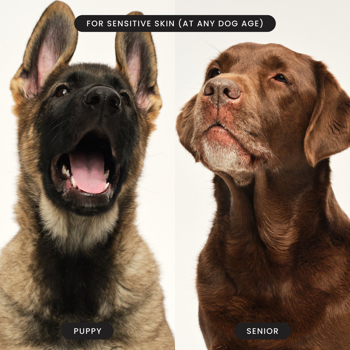 Puppy Grooming Brush product image 12