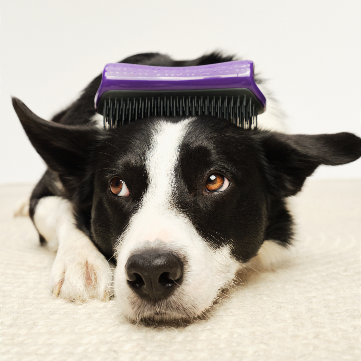 De-Shedding Dog Grooming Brush product image 5
