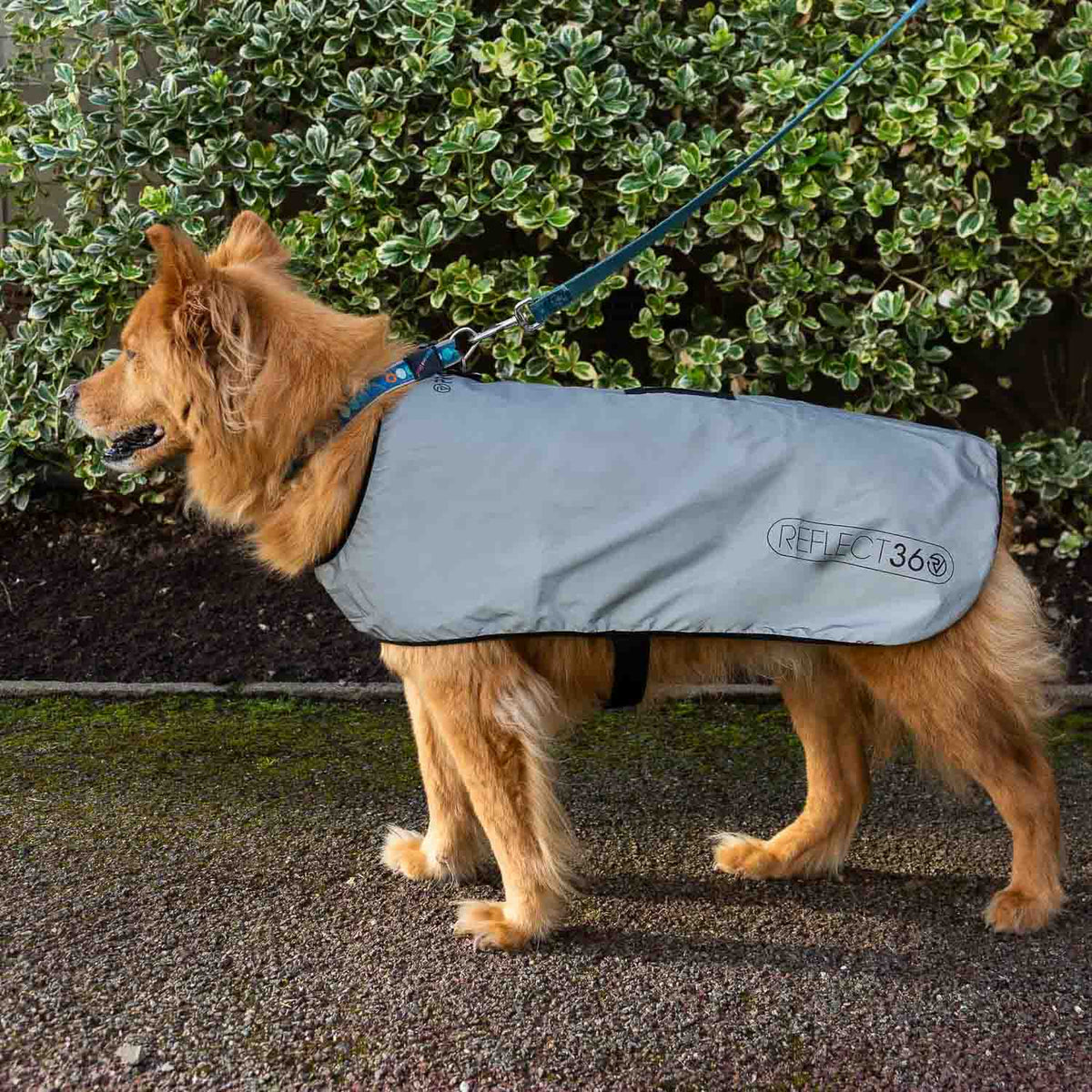 Dog Coat product image 5