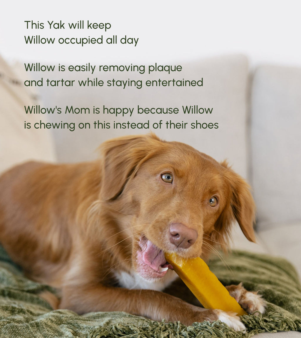 Yak Cheese Dog Chew product image 4