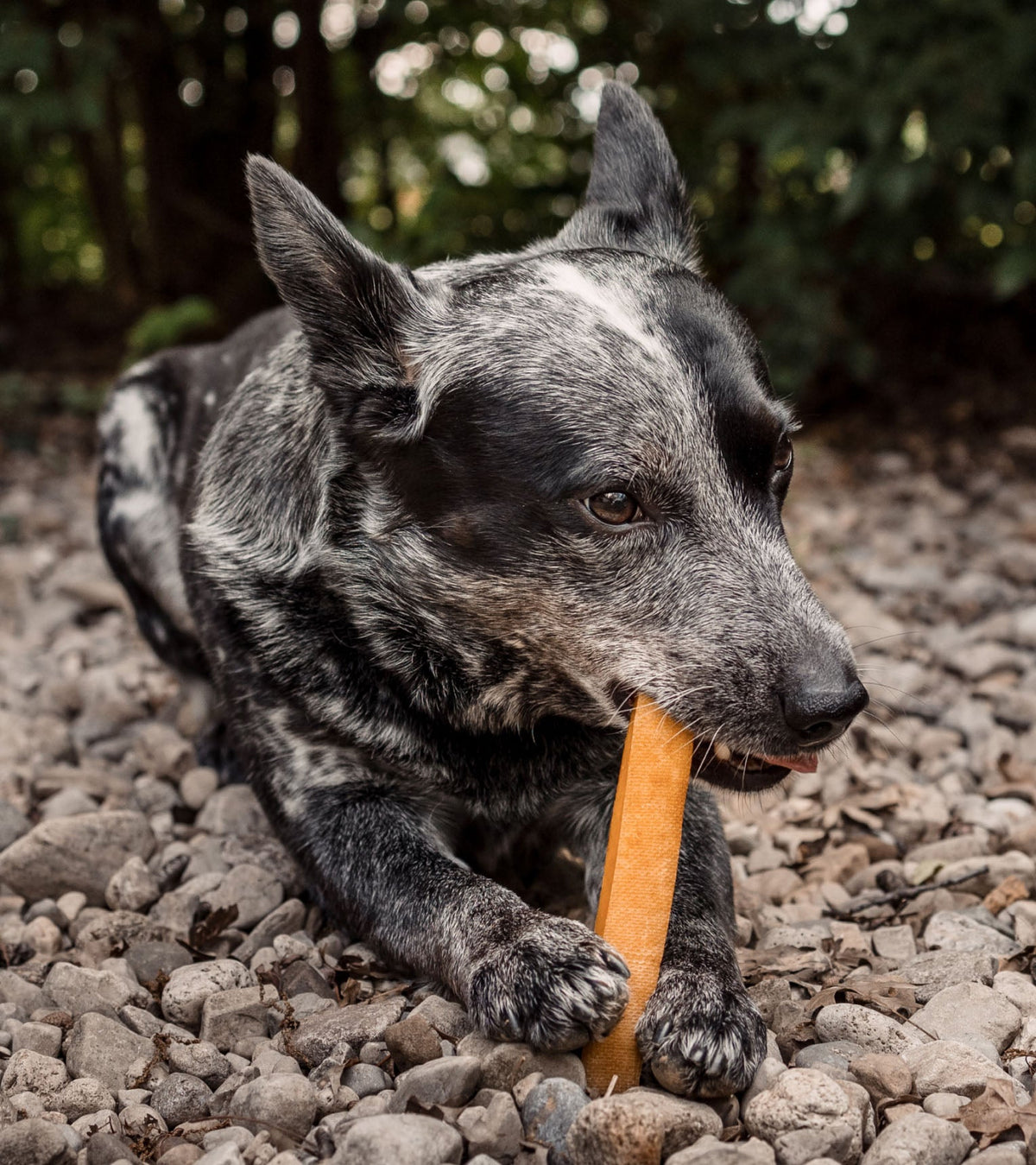 Yak Cheese Dog Chew product image 6