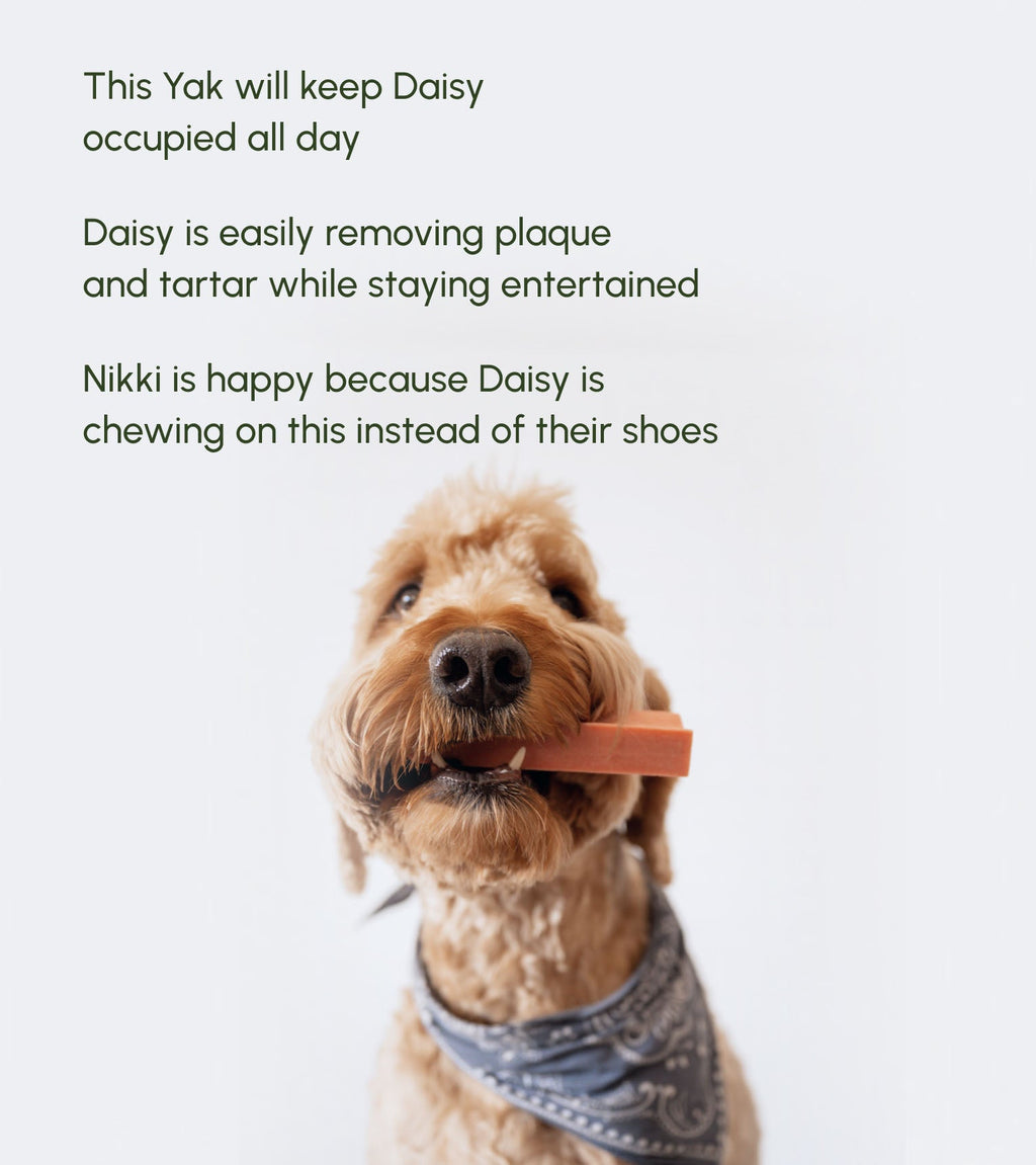 Yak Cheese Dog Chew product image 10