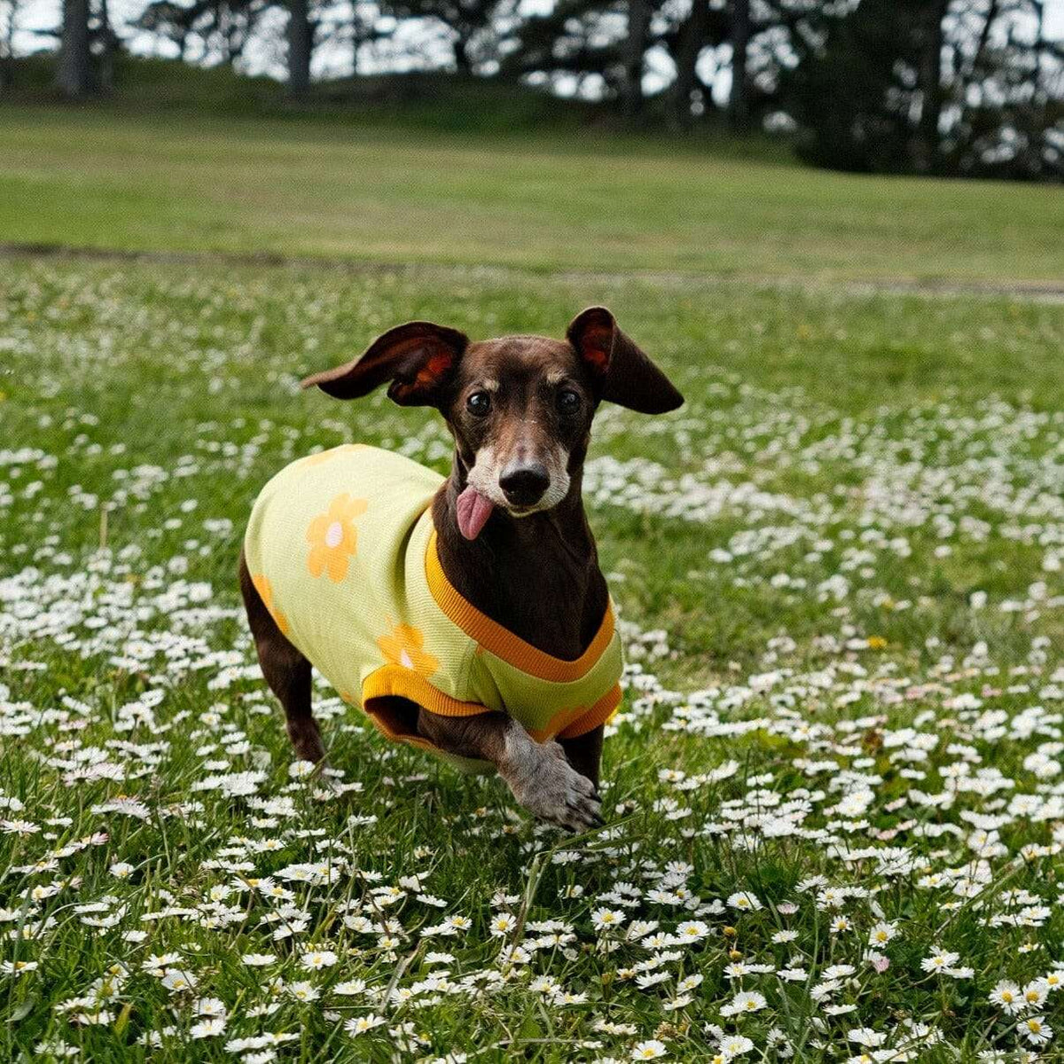 Dog T-Shirt product image 1